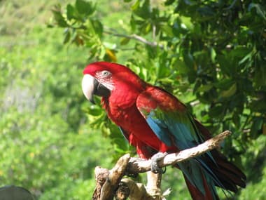 Foto de Arara-Vermelha (Ara chloropterus)