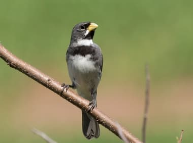Foto de Coleiro (Sporophila collaris)