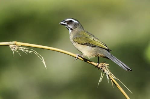 Foto de Trinca-Ferro (Saltator similis)