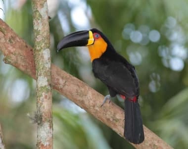 Foto de Tucano-de-Bico-Preto (Ramphastos vitellinus)